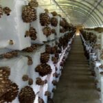 Выращивание грибов на дому(квартире) грибоводство