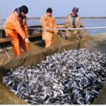 В Калининграде рыболовецкая компания уже принимает на работу мигрантов из Индии В Калининграде рыболовецкая компания