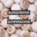 Бизнес на выращивание шампиньонов Открытие бизнеса на выращивании шампиньонов