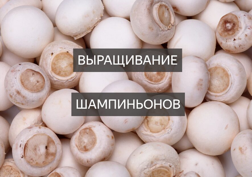 Открытие бизнеса на выращивании шампиньонов
