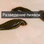 Выращивание и реализация пиявок Разведение пиявок