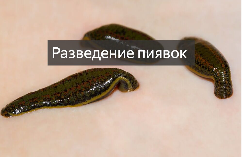 Разведение пиявок