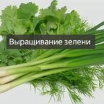 Выращивание зелени