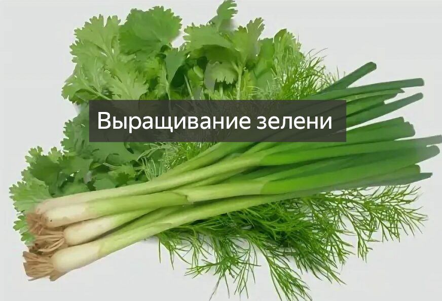 Выращивание зелени